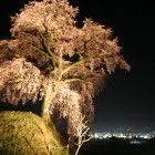 近くの一号古墳の上には、樹形が美しい「石塚の桜」もあります。
