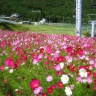 夏の治部坂高原には100万本のコスモスが ゲレンデ一面に咲いています。リフトから 眺めるコスモスは最高にきれいです。
