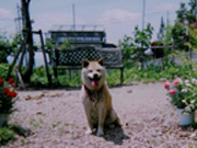 dog.jpg