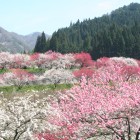 花桃4月下旬～5月中旬
