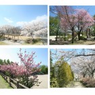 4月には、たくさんの種類の桜を見ることができます。「春らんまんさくらマップ」も近くの「菓匠 赤門や」さんに置いてありますのでマップ片手に散策してみてはいかがですか？
