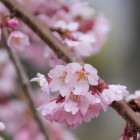 推定樹齢350年で花びらが5～10枚の珍しい桜、「麻績（おみ）の里舞台桜」。
