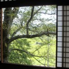 窓からみえるのは古木の桜です。桜が満開の時期に訪れるのもいいですね。
